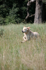 Active, smile and happy purebred labrador retriever dog outdoors in grass park on sunny summer day.