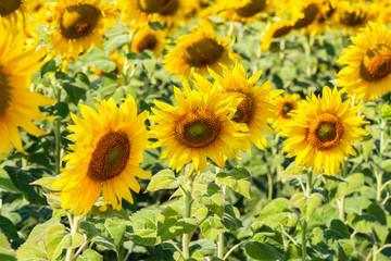 Fototapeta na wymiar Beautiful sunflowers in spring field