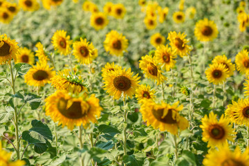 Beautiful sunflowers in spring field