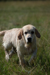 Active, smile and happy purebred labrador retriever dog outdoors in grass park on sunny summer day.