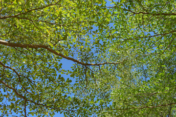 green leaf branchs of big tree in nature