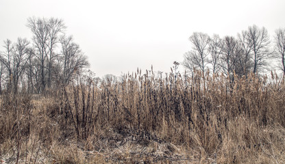 Fototapeta premium Giant poplar and winter cold heather meadow. Winter in the UK