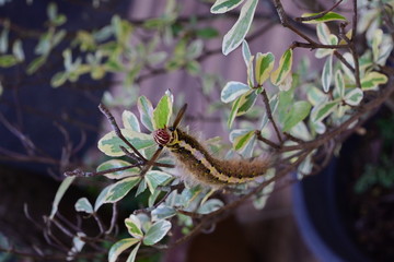 small caterpillar animal on tree