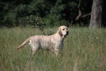 Active, smile and happy purebred labrador retriever dog outdoors in grass park on sunny summer day.