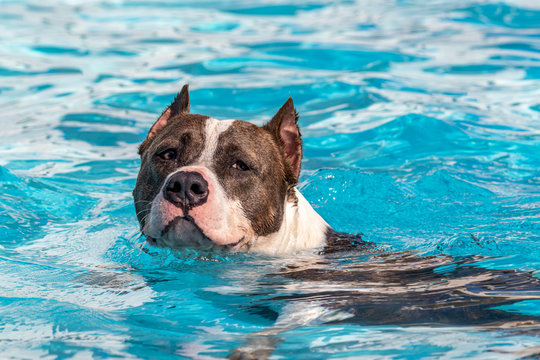 dog swimming in the pool, natural instinct