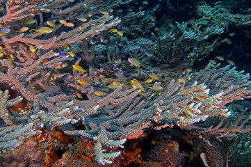 Tropical fish swim over hard corals. Underwater photography, Philippines.
