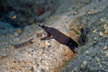 The ribbon eel leaned out of its lair. Underwater photography, Philippines.