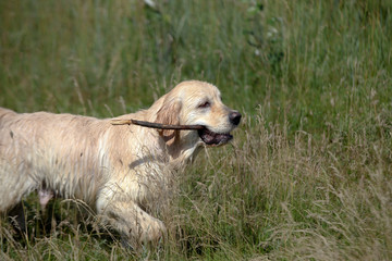 Active, smile and happy purebred labrador retriever dog outdoors in grass park on sunny summer day.