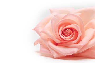 closeup beautiful petal of orange rose gold flower on white background, image used for wedding love...