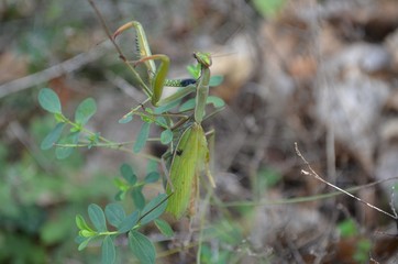 Mantis 