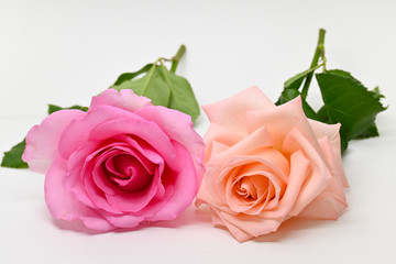 beautiful pink and orange rose flower isolated on white background