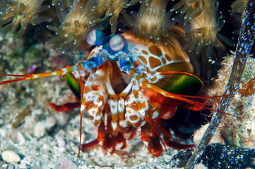 Peacock mantis shrimp gets out of his burrow. Underwater macro photography