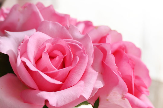 beautiful pink rose flower, image used for romantic wedding background