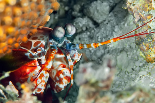 Peacock mantis shrimp gets out of his burrow. Underwater macro photography