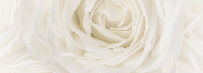 Soft focus, abstract floral background, white rose flower. Macro flowers backdrop for holiday brand design