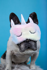 funny french bulldog with unicorn sleeping mask on blue background
