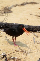 Klippen-Austernfischer (Haematopus bachmani) im Abel Tasman Nationalpark. Neuseeland