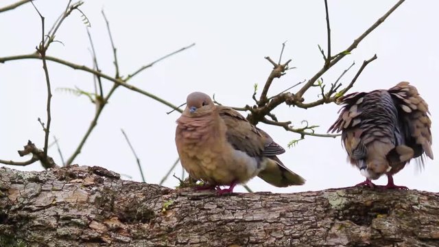 Duas aves no galho (Columbinae)