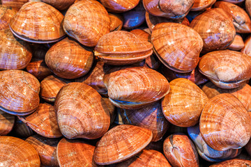 Gerillte Teppichschale Venusmuschel am Marktstand