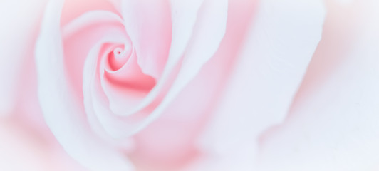 Soft focus, abstract floral background, pink rose flower. Macro flowers backdrop for holiday brand design