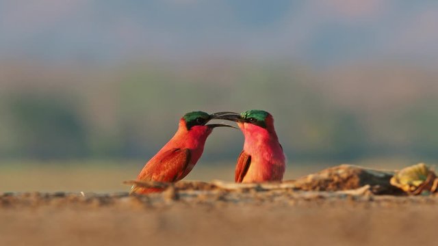 Beautiful red bird - Southern Carmine Bee-eater - Merops nubicus nubicoides flying and sitting on their nesting colony in Mana Pools Zimbabwe, Africa.
