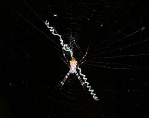 tropical yellow-bellied spider on a web in natural conditions