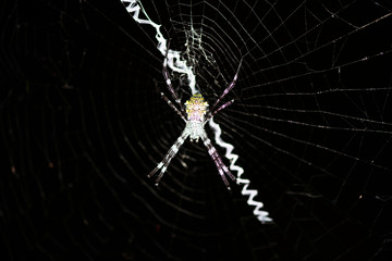 tropical yellow-bellied spider on a web in natural conditions