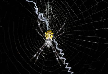 tropical yellow-bellied spider on a web in natural conditions