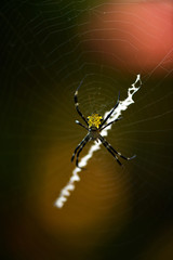 tropical yellow-bellied spider on a web in natural conditions