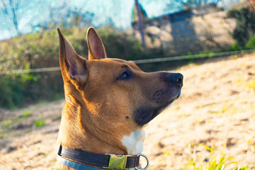 Tul, my mixed breed dog