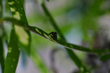 tropical spider on a green leaf in vivo