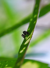 tropical spider on a green leaf in vivo