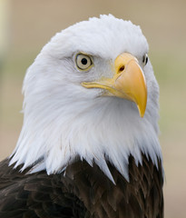 portrait of an american bald eagle