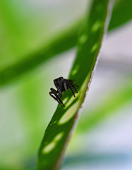 tropical spider on a green leaf in vivo