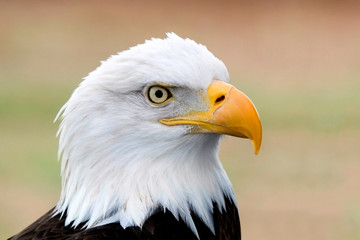 portrait of an american bald eagle