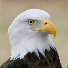 portrait of an american bald eagle