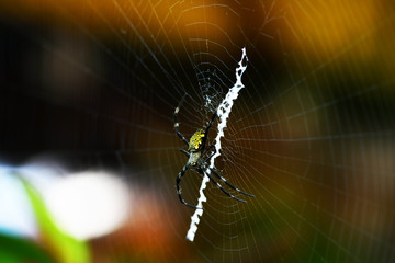 tropical yellow-bellied spider on a web in natural conditions