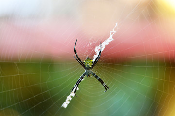tropical spider in the center of the web in vivo