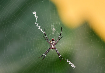 tropical spider in the center of the web in vivo