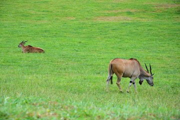antelopes grazing in the meadow
