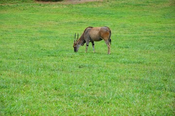 antelope grazing in the meadow