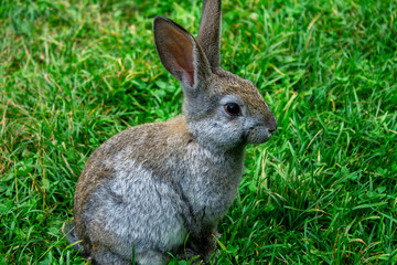 Naklejka na ściany i meble Beautiful gray rabbit sitting on the grass and posing for the camera