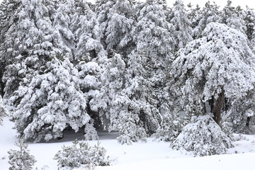snow covered pine trees in the forest, snow landscape