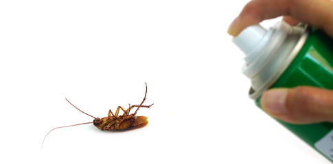 Cockroaches die with insecticides,pest control spraying insecticide on cockroach.