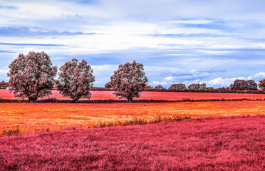 Beautiful purple infrared landscape with fields and trees