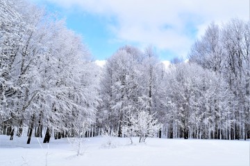  Blue sky background and snowy trees