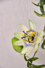 Escape with a flower and a bud of passionflower on a light background.