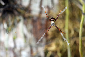 tropical spider in the center of the web in vivo