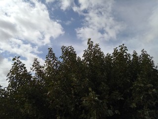 Obraz premium trees and sky