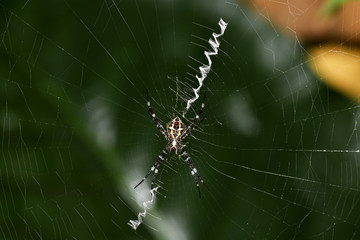 tropical spider in the center of the web in vivo